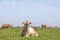 Portrait of a Jersey cow with calm pretty face and black nose, a herd at the horizon in green grass, pale blue sky, peaceful and