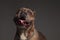Portrait of joyful american bully panting while standing