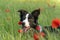 Portrait of a joyful border collie dog enjoying the sunny day in a poppy field