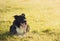 Portrait of joyful border collie dog laying down on the meadow, funny face mouth open showing long tongue, enjoying the sunny