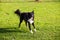 Portrait of joyful border collie dog looking to camera on green grass funny face mouth open showing long tongue, enjoying the