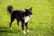 Portrait of joyful border collie on green grass funny face mouth open showing long tongue, enjoying the sunny spring day