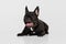 Portrait of joyful puppy, French Bulldog calmly lying with tongue sticking out isolated over white background