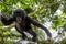 The portrait of jumping juvenile Bonobo on the tree in natural habitat.