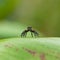Portrait jumping spider