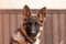 Portrait of a junior german shepherd dog