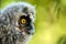 Portrait of a juv long-eared owl Asio otus