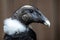 Portrait of Juvenile Andean Condor