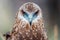 Portrait of a juvenile bateleur