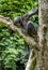 The portrait of juvenile Bonobo on the tree in natural habitat.