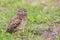 Portrait Of A Juvenile Burrowing Owl