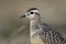 Portrait of a juvenile Eurasian dotterel foraging in the Netherlands.Portrait of a juvenile Eurasian dotte