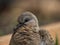 Portrait of a juvenile European turtle dove on the blurred background