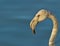 Portrait of a juvenile Greater Flamingo