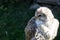 Portrait of juvenile Gyrfalcon also known as falco rusticolus, Falco arcticus.