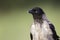 A portrait of a juvenile hooded crowcorvus cornix.
