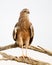 Portrait of Juvenile Pale Chanting Goshawk