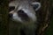 Portrait of a Juvenile Racoon Wandering Through Forest