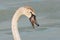 Portrait of a Juvenile Swan.