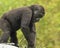 A Portrait of a Juvenile Western Lowland Gorilla