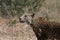 Portrait of Kalahari Leopard hunting