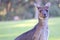 Portrait Kangaroo Australia