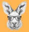 Portrait of Kangaroo with glasses.