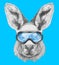 Portrait of Kangaroo with ski goggles.