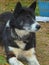 Portrait of Karelian Bear Dog close up