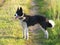 The portrait of Karelian Bear Dog, hunter