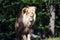 Portrait of Katanga Lion Close up  in Nature