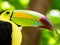 Portrait of Keel-billed Toucan bird