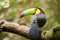 Portrait of Keel-billed Toucan bird