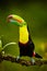 Portrait of Keel-billed Toucan Ramphastus sulfuratus perched o