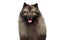 Portrait of Keeshond Dog on isolated black background