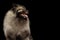 Portrait of Keeshond Dog on isolated black background