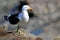 Portrait of a Kelp Gull Larus dominicanus, also known as Dominican gull, South Africa