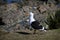 Portrait of a Kelp Gull Larus dominicanus, also known as Dominican gull, South Africa