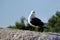 Portrait of a Kelp Gull Larus dominicanus, also known as Dominican gull, South Africa