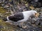 Portrait of kelp gull, Larus dominicanus, with open beak, Hannah