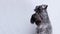 Portrait of Kerry blue terrier on a white background. Isolated. The dog has a pigtail made of eyebrow hair on his head