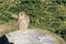 Portrait of the kestrel also known as common kestrel.