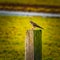 Portrait of a kestrel. The bird sits on a wooden post in the grass. The predatory, wild bird has a mouse in its paw