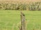 Portrait of kestrel, Falco tinnunculus, sitting on wooden pole n