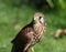 Portrait of a Kestrel looking around