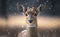Portrait of a key deer standing in the snow, particles in the air, blurred tree background, generative AI