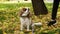 Portrait of a King Charles Spaniel puppy walking in the autumn park in the evening