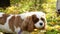 Portrait of a King Charles Spaniel puppy walking in the autumn park in the evening