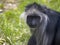 Portrait of King Colobus, Colobus polykomos, female observing surroundings