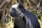 Portrait of King Colobus, Colobus polykomos, observing the surroundings